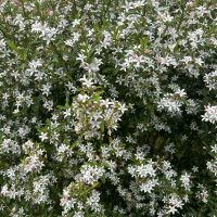 Bush with numerous small white star-shaped flowers and scattered green leaves.