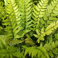 Close-up of lush green leaves of the Polystichum 'Japanese Sword Fern', showcasing intricate patterns and fine details.