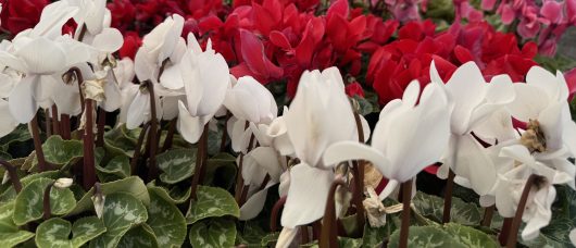 The Cyclamen 'Cream White' 7" Pot blossoms with white and red flowers, surrounded by lush green variegated leaves.