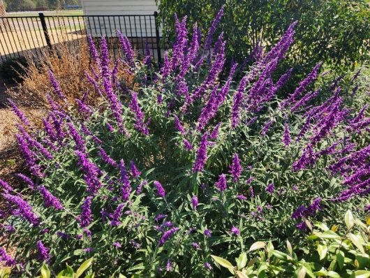 A Salvia 'Mexican Bush Sage' in a 3" pot shows off tall purple flower spikes among green foliage, with a black metal fence visible in the background of a sunny garden.
