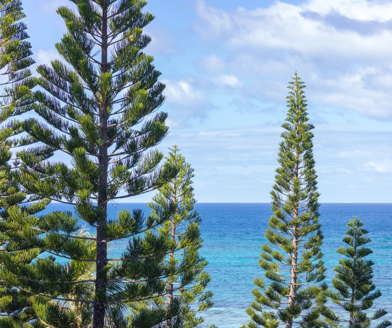 Large Conifer & Pine Trees (5m +)