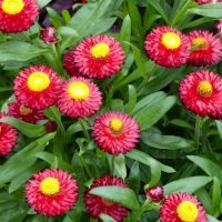 Bright red strawflowers with yellow centers and green leaves in a garden setting.