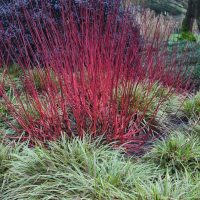 Bright red dogwood stems with surrounding green ornamental grasses in a garden setting.