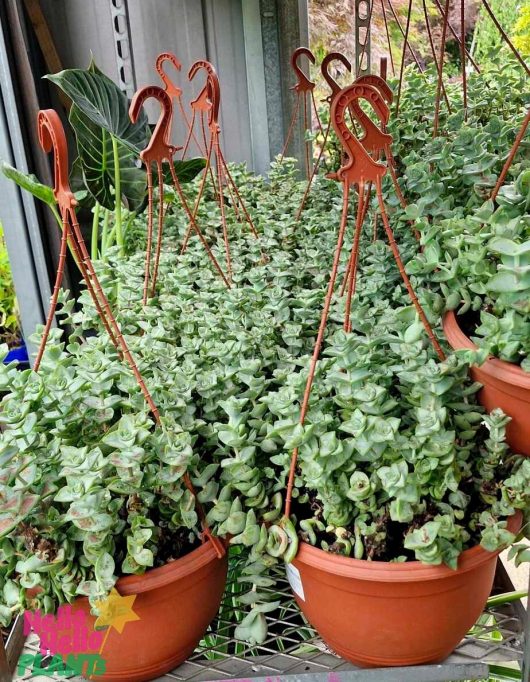 A metal shelf is adorned with hanging baskets of Crassula 'String of Buttons' succulents in 10-inch sizes.