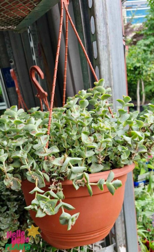 A 10" hanging basket of Crassula 'String of Buttons' succulents in a brown pot, displayed on a metal rack outdoors.