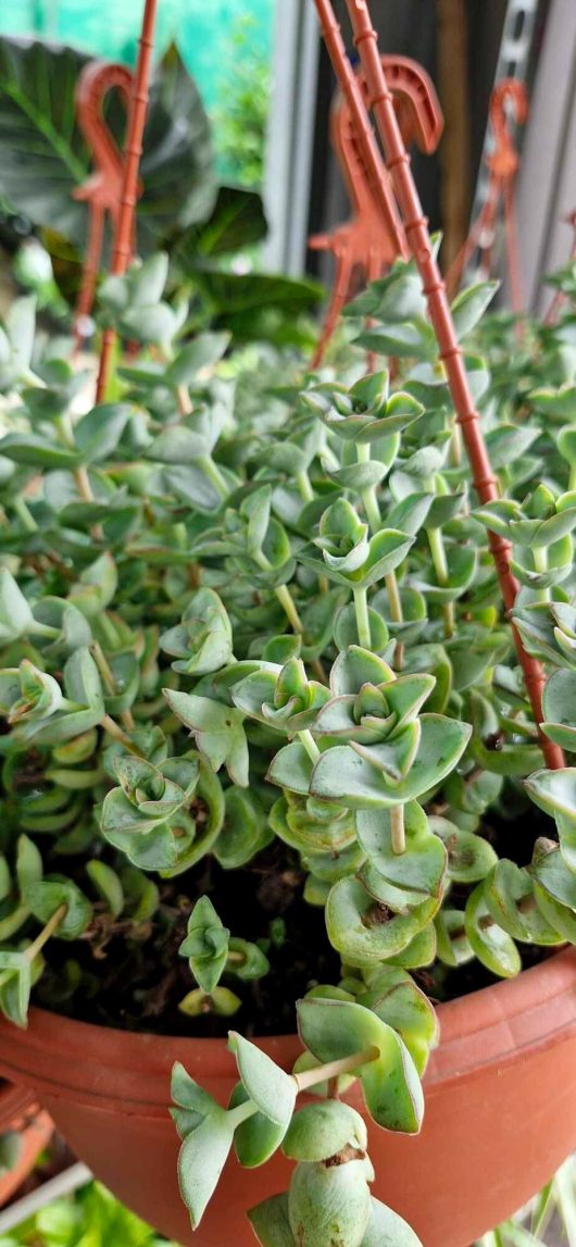 Close-up of a potted succulent, showcasing the distinctive Crassula 'String of Buttons' 10" in a hanging basket, surrounded by blurred greenery.