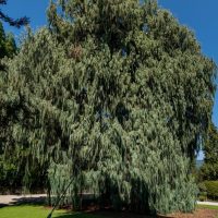 A large, dense Cupressus 'Silver Shadow' Kashmir Cypress from a 13" pot stands in a garden under a clear blue sky, its cascading branches casting shadows on the ground.
