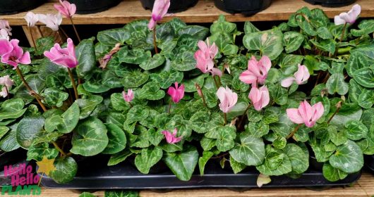 Cyclamen 'Mix' plants, housed in 6" pots, feature variegated green leaves and vibrant pink flowers, elegantly displayed in a garden center.