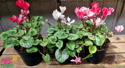 Three 6-inch pots of Cyclamen 'Mix' display vibrant pink, red, and white flowers on a wooden surface.