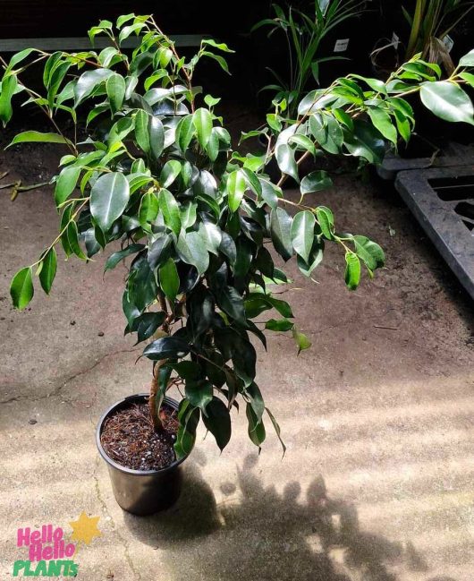 A Ficus 'Midnight Beauty' in a 7" pot, with its glossy green leaves, sits on a concrete surface as sunlight casts playful shadows on the ground.