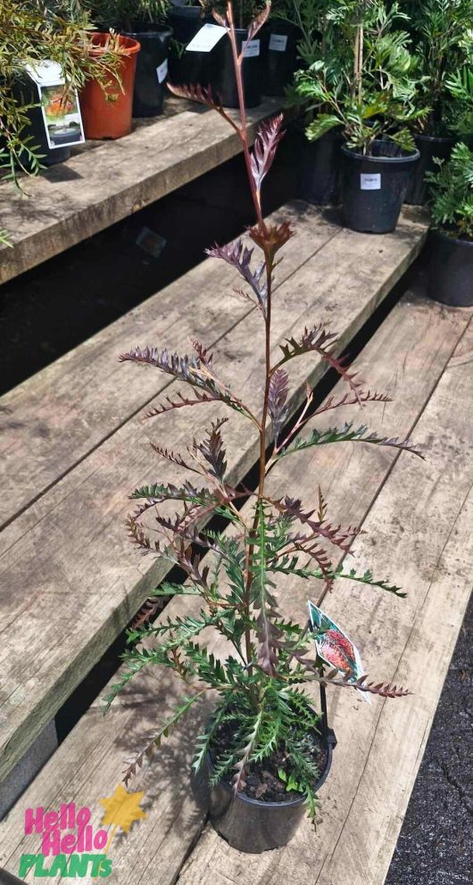 The Grevillea 'Poorinda Peter' 6" Pot, with its long, slender branches and dark, serrated leaves, is beautifully displayed on a wooden bench in the garden center.