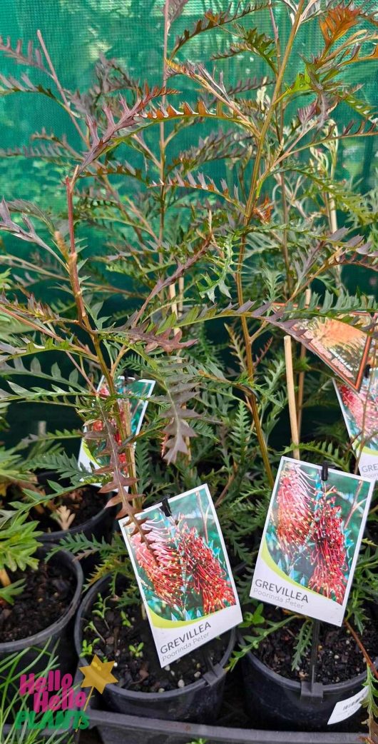 Potted grevillea plants, including the vibrant Grevillea 'Poorinda Peter' in a 6" pot with its striking red flowers, are displayed, each featuring a label with an image of the plant.