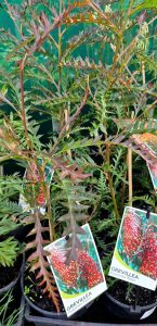 Several Grevillea 'Poorinda Peter' plants in 6" pots, each with tags depicting a vibrant red flower. The plants feature lush green, fern-like leaves.