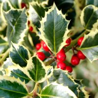 Close-up of a holly plant with jagged green leaves edged in cream and clusters of bright red berries.