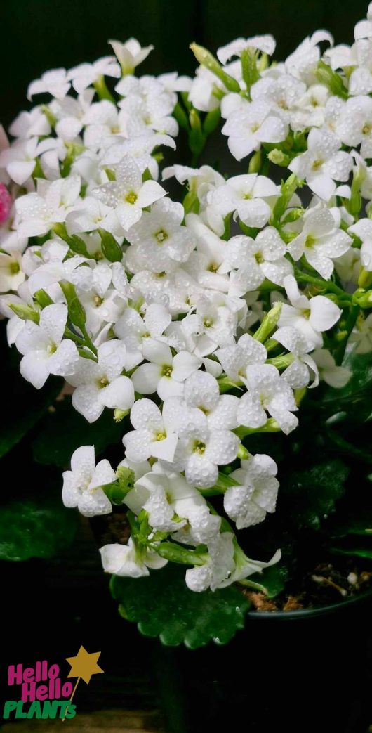 Close-up of a cluster of small white Kalanchoe 'Mix' flowers with green leaves, covered in water droplets, nestled in a 5" pot. A logo in the bottom left reads “Hello Hello Plants”.