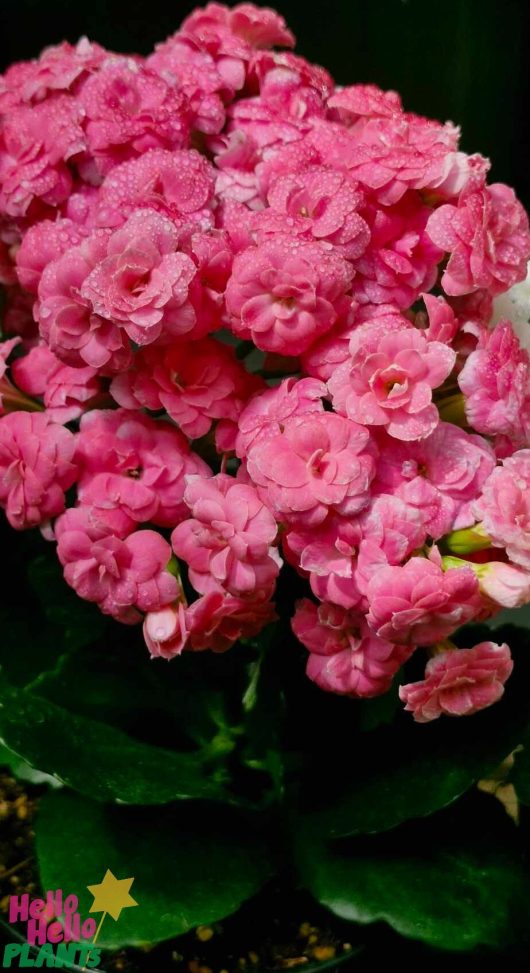 A close-up of a Kalanchoe 'Mix' in a 5" pot, showcasing its vibrant pink flowers and lush green leaves. Water droplets can be seen on the petals, enhancing its fresh charm.