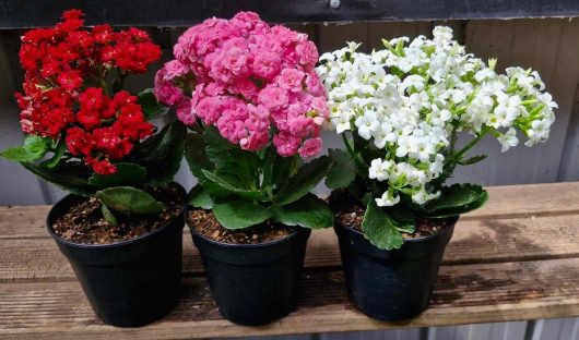 A vibrant arrangement of three Kalanchoe 'Mix' plants in 5" pots, showcasing clusters of flowers in red, pink, and white hues on a wooden shelf.