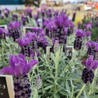 Close-up of vibrant purple lavender flowers with green foliage, displayed in an outdoor setting.