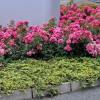 A garden bed with vibrant pink flowers and green shrubs bordering a paved area.