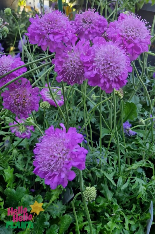 Purple flowers with dense, rounded petals and green foliage in the background are subtly complemented by Scabiosa 'Pink Diamonds' Pincushion 6" Pot. "Hello Hello Plants" text and star logo appear in the corner.