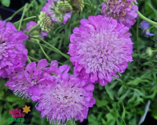 Scabiosa 'Pink Diamonds' Pincushion flowers bloom vibrantly against green foliage, with a subtle "Hello Hello Plants" logo in the image corner.