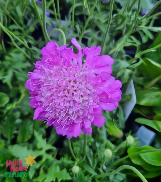 A vibrant pink flower, similar to the Scabiosa 'Pink Diamonds' Pincushion in a 6" pot, showcases layers of small petals gently encircled by lush green foliage.