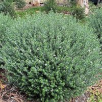 A dense, green shrub with small leaves in a garden setting, surrounded by fallen bark and leaves.