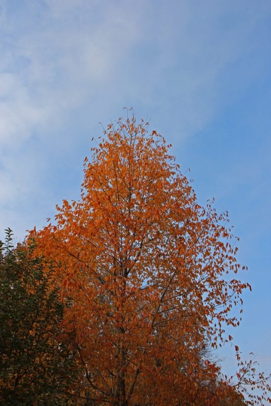 The Zelkova 'Musashino' Japanese Elm 45L, with its vibrant orange leaves, stands out against a striking blue sky.