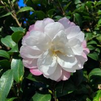 Close-up of a white and pink camellia flower surrounded by green leaves under a clear blue sky.
