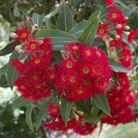 Close-up of vibrant red eucalyptus flowers with green leaves in the background.