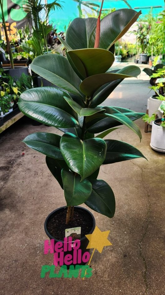 A tall Ficus 'Sofia' Rubber Fig with glossy dark green leaves stands proudly in a 10" black pot. The background reveals other plants and a path in the garden center, adding to the tranquil scene.
