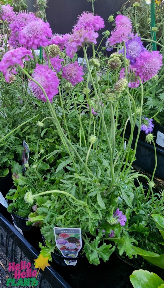 Clusters of scabiosa blooms in pots, resembling 'Pink Diamonds' Pincushion, create a picturesque scene with tall green stems and lush foliage.