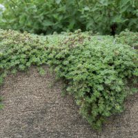 Thymus 'Woolly Thyme' plants from a 6" pot cascade over a concrete surface, featuring dense green foliage and small leaves that create a lush display.