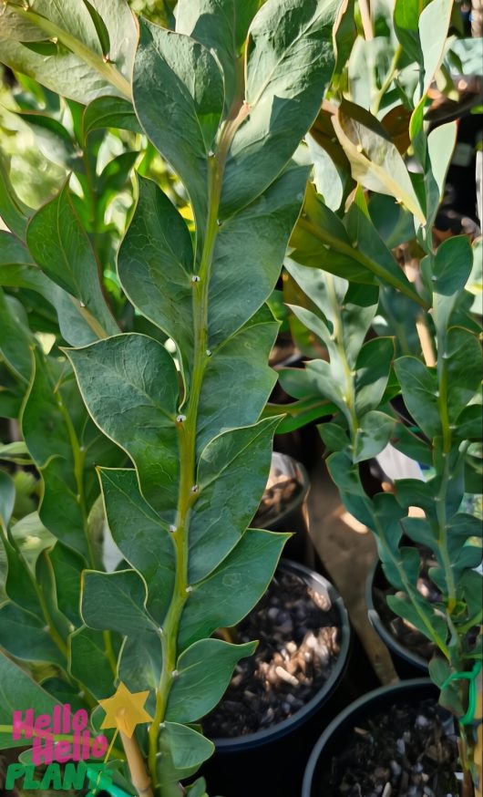 Close-up of a green leafy plant in an 8" pot at a nursery with other similar plants, including the vibrant Acacia glaucoptera 'Flat Wattle' 8" Pot, in the background.