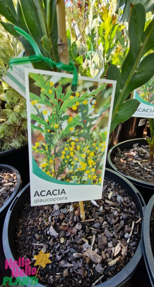 An 8" pot potted plant labeled "Acacia glaucoptera 'Flat Wattle'" features its yellow flowers and green leaves on the tag, adding elegance to any space.