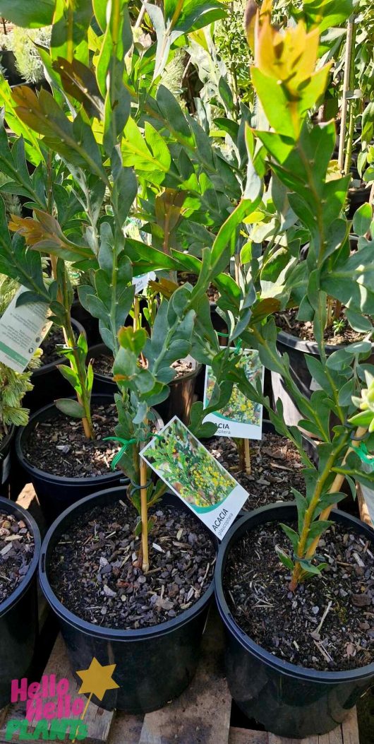 Acacia glaucoptera 'Flat Wattle' 8" Pot plants are displayed outdoors in stylish black containers with labels.