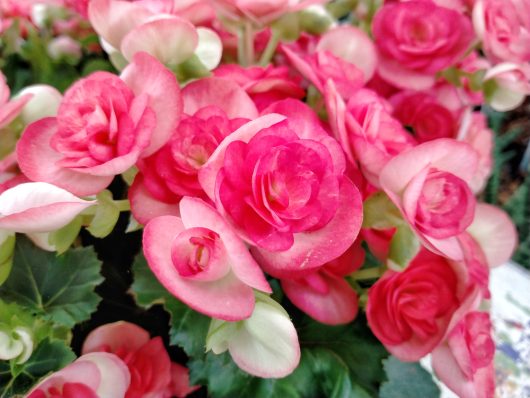 Begonia Tuberous 'Bright Pink' 7" (Hanging Basket)