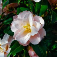 Close-up of pale pink camellia flowers with green leaves basking in sunlight, reminiscent of the Camellia sinensis 'Tea Plant'.