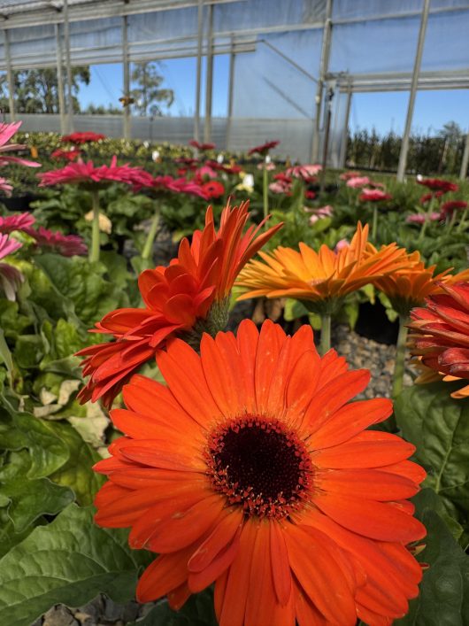 Bright orange Gerbera jamesonii Joybera 6" Bowl displays stunning daisies in a greenhouse, complemented by lush green leaves and vibrant flowers in the background.