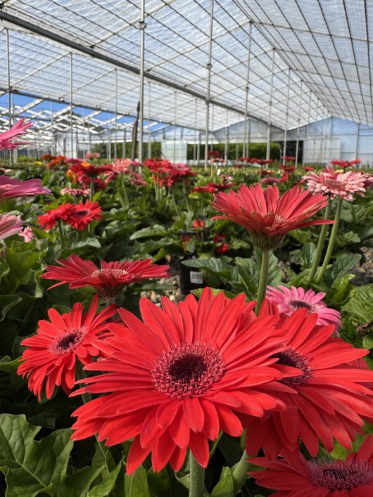 Gerbera jamesonii Joybera 6" Bowl daisies, celebrated for their vibrant red and pink hues, thrive in tidy rows beneath the expansive transparent roof of a large greenhouse.