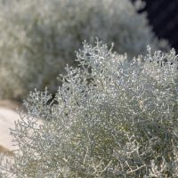 Close-up of Helichrysum 'Silvio Spreading' with silvery leaves and fine, twig-like branches on a wooden surface, against a blurred outdoor background. Perfectly suited for 3" pots, this variety adds an elegant touch to any setting.
