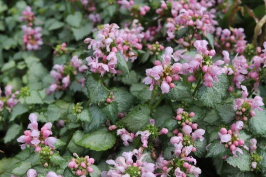 Lamium 'Pink Nancy'