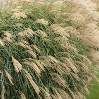 The Miscanthus 'Ellen Quinn' in a 6" pot displays feathery, beige plumes that gracefully sway in the breeze against a cloudy sky backdrop.
