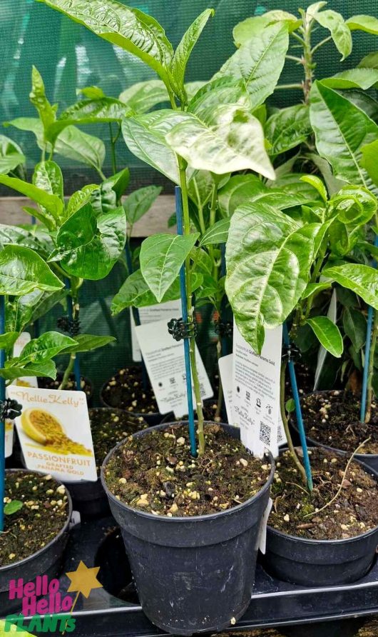 Potted plant with glossy green leaves, labeled "Passionfruit 'Panama Red'" in a 5" pot, set against a greenhouse backdrop.