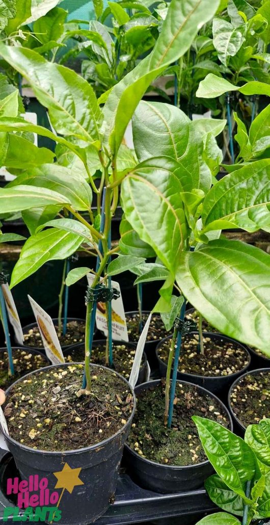 The nursery showcases labeled potted green plants with broad leaves, including the eye-catching Passionfruit 'Panama Red', each in a 5" pot. The "Hello Hello Plants" logo is prominently visible in the corner.