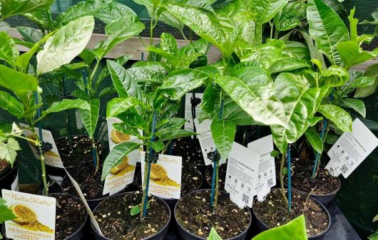 Displayed in 5" pots at the garden center are several passionfruit plants with lush green leaves, labeled as "Passionfruit 'Panama Red' 5" Pot (Copy).
