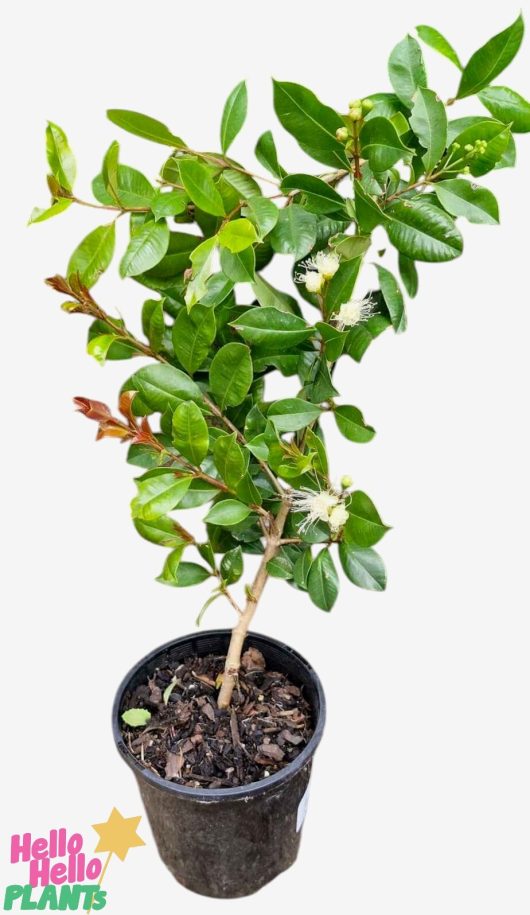 A 6" potted Syzygium 'Backyard Bliss' Lilly Pilly showcases glossy green foliage and delicate white blooms, elegantly displayed against a simple background.