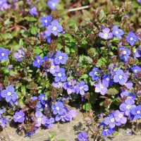 A cluster of small purple flowers with yellow centers and green leaves growing in a garden.