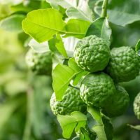 Close-up of vibrant green Citrus 'Bergamot' oranges and lush leaves on a citrus tree in a 7" pot.