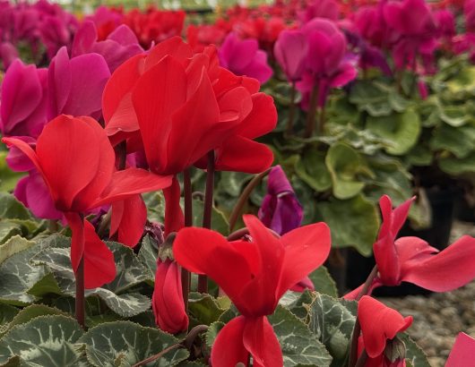 Vivid Cyclamen 'Mammoth Red' flowers in shades of scarlet and pink contrast beautifully against their lush green leaves.